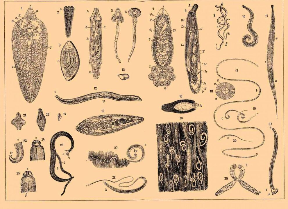 tipos de parasitos que viven no corpo humano