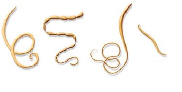 Tipos de parasitos no corpo humano