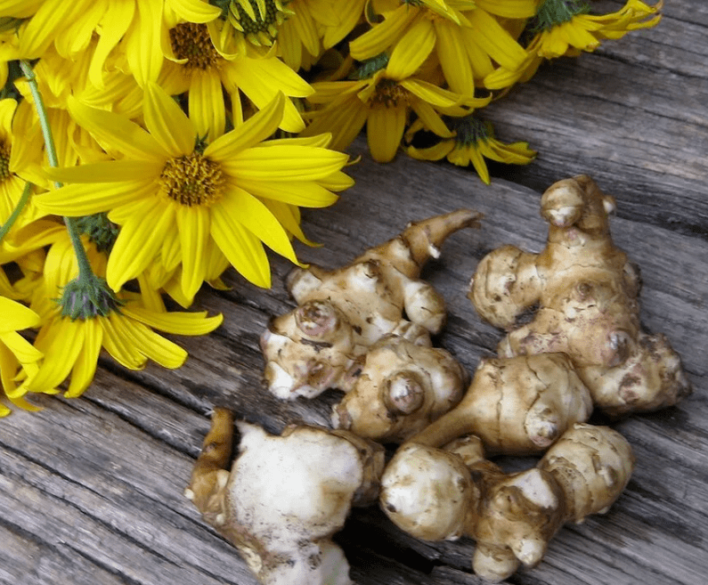 Alcachofa de Xerusalén para preparar zume recén exprimido contra parasitos