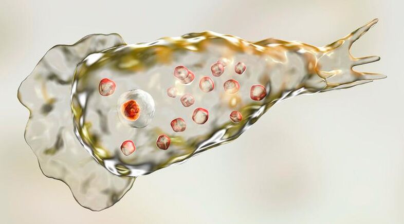 Amoeba Naegleria fowlera - vive no cerebro humano e é un parasito mortal