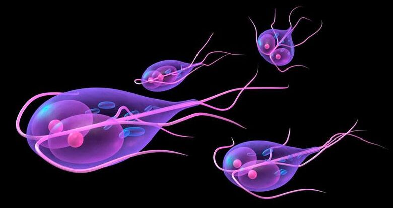 Giardia, que vive no intestino delgado humano