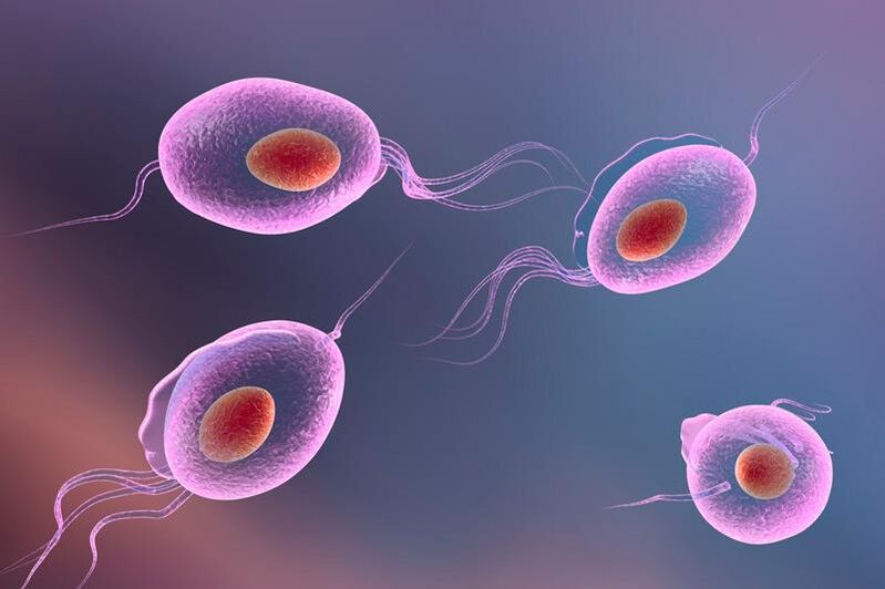 Parasito Trichomonas - vive no sistema xenitourinario humano