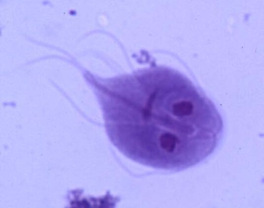 Giardia do corpo humano